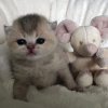 Met tranen kijken wij naar dit schattig kitten want tussen de voedingen door heeft vooral mama zorg nodig