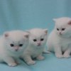 Ook Ellaweiss is moeder van 7 kitten geboren in cattery Chivers.