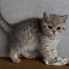 Een spotted tabby patroon