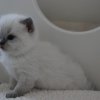 Kater blue point 3,5 week