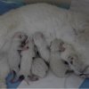 Moeder en kittens zijn tevreden:-)